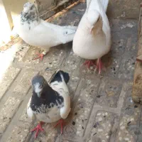سه تا کفتر خوب پرستی بفرش می‌رسد هرعزیزی خواست|پرنده|قرچک, صالح آباد|دیوار