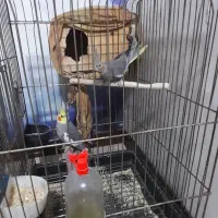 عروس هلندی ۳ جفت