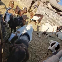 بزکره پاکستانی زایده وابستن|حیوانات مزرعه|رفسنجان, |دیوار