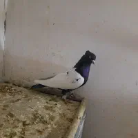 کفتر سینه سیاه