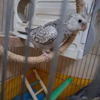 عروس هلندی مولد سخنگو|پرنده|تهران, مسعودیه|دیوار