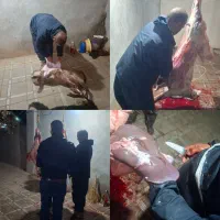 گوسفند بخرید یک دست جگرهدیه بگیرید /خونی|حیوانات مزرعه|مشهد, نوید|دیوار