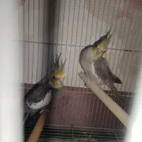 عروس هلندی مولد