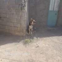 سگ ژرمن|سگ|سبزوار, امیر کبیر|دیوار