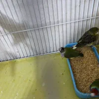 فروش ۳عدد فنچ گلدین ماده  مولد|پرنده|لامرد, |دیوار