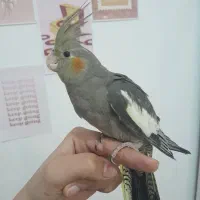 عروس هلندی ماده۲ماهه