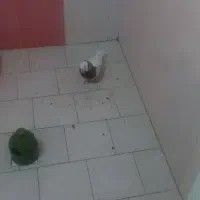 کبوتر