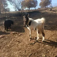 با سلام خدمت دوستان عزیز نر بز پاکستان اصلی|حیوانات مزرعه|آبدانان, |دیوار