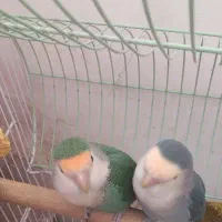 فروش یه جفت