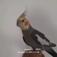 عروس هلندی  طوطی