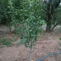 فروش ۵۰۰ متری|فروش دفتر صنعتی، کشاورزی، تجاری|ساوه, |دیوار
