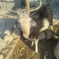 بز کولار گیسه