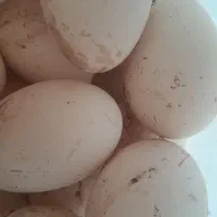 تخم غاز تازه