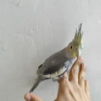 عروس هلندی