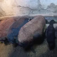 گوسفند بره دار افشار|حیوانات مزرعه|انگوران, |دیوار