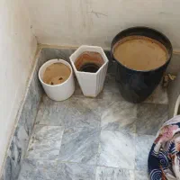 ۳عدد گلدان|گل و گیاه طبیعی|مشهد, شفا|دیوار