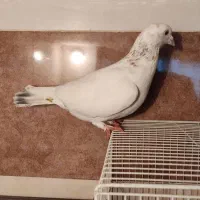 کفتر نر پرشی