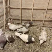 آقا هشتا کفتر دو رگ کفتر سبزوار