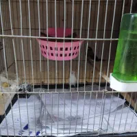 فنج بنگالی صحیح وسلامت