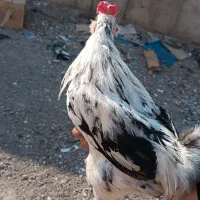 خروس گلین