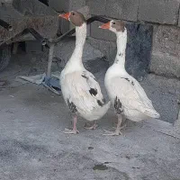 غاز