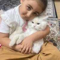 گربه اسکاتیش|گربه|ساوه, |دیوار