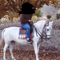 مادیان ۶ دانگ اصیل کرد