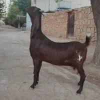 یک عدد بز پاکستانی حامله|حیوانات مزرعه|مسجد سلیمان, |دیوار