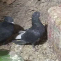 کفتر زاغ دم سفید|پرنده|بهرمان, |دیوار