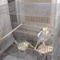 عروس هلندی