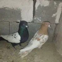 کله زرد و سینه سیا|پرنده|جهرم, |دیوار