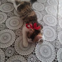 گربه DLH|گربه|اردبیل, |دیوار