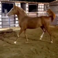 کرهه سهیل حیدر