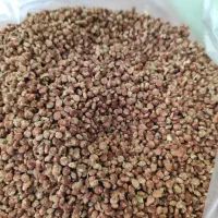 سماق تازه کوه