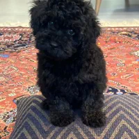 سگ پودل مشکی ۲.۵ ماه