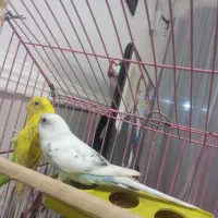 مرغ عشق