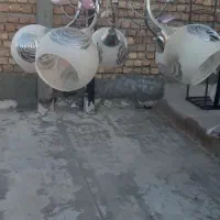 لوستر ۱۵۰۰دوتا باهم