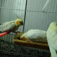 جفت عروس مولد و کوتوله