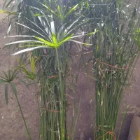 گیاه نخل مرداب