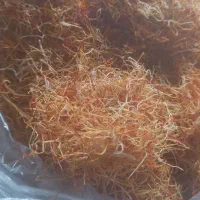 ریشه زعفران امسالی