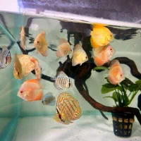 فروشگاه ماهی آکواریومی تجهیزات آکواریوم