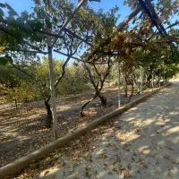 115متر-رو-به-آفتاب-غرق-نور-60مترقدرالسهم