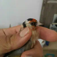 سهره مست|پرنده|شیراز, شهرک رضوان|دیوار