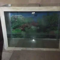 یک عدد اکواریوم فروشی بزرگ