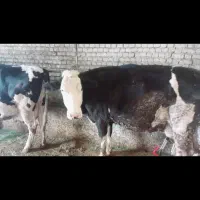 گاو وگوساله