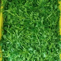 سبزی پاک شده و شسته شده|خوردنی و آشامیدنی|تهران, میدان میوه و تره‌بار مرکزی|دیوار