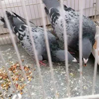 کبوتر|پرنده|سبزوار, جوادیه شرقی|دیوار