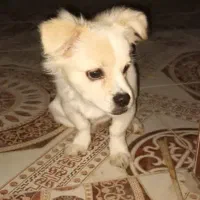 سگ پا کوتاه