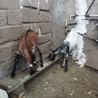 نر وماده صلاله دوقلو