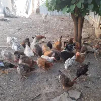 مرغ تخم گذار|حیوانات مزرعه|شوشتر, |دیوار